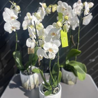 Potted Orchid Plant