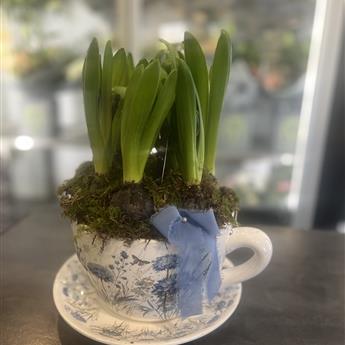 Tea Cup of Hyacinth Bulbs 